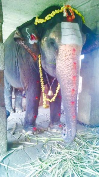 Temple elephant Hampi